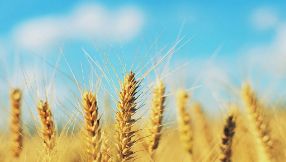 發展中國家齊聚長沙探討糧食安全